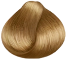 golden dorati-7.5